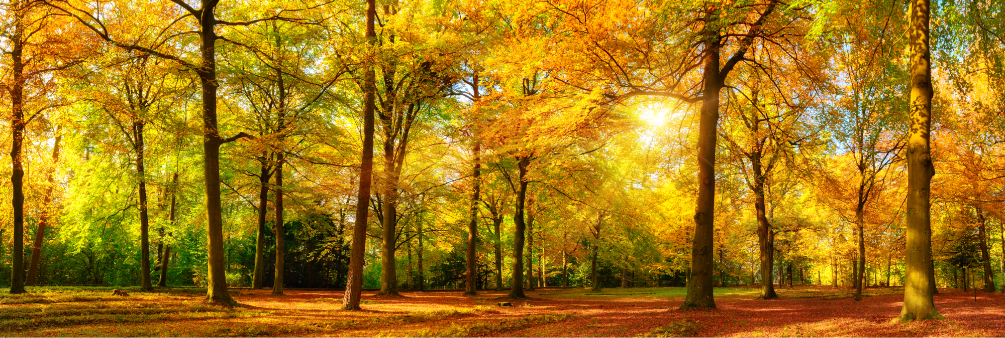 Fall Trees